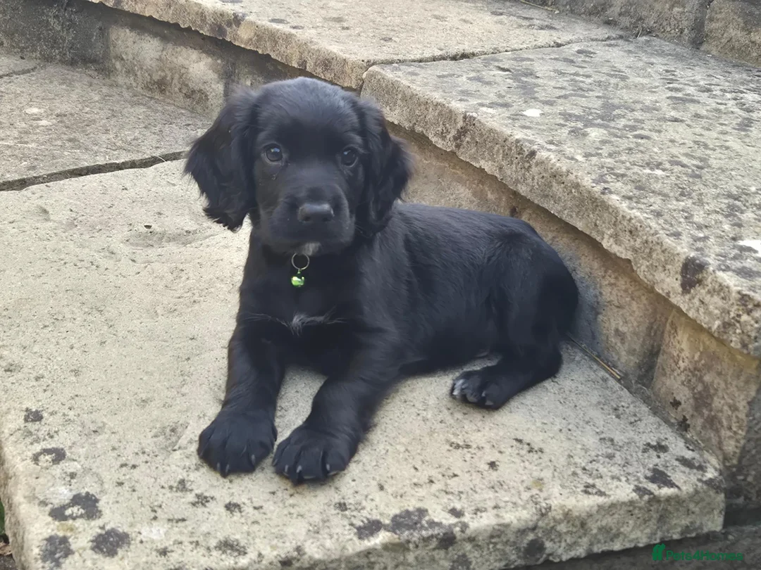Cocker Spaniel dogs for sale: Cocker spaniel puppy in Cirencester - Advert 2