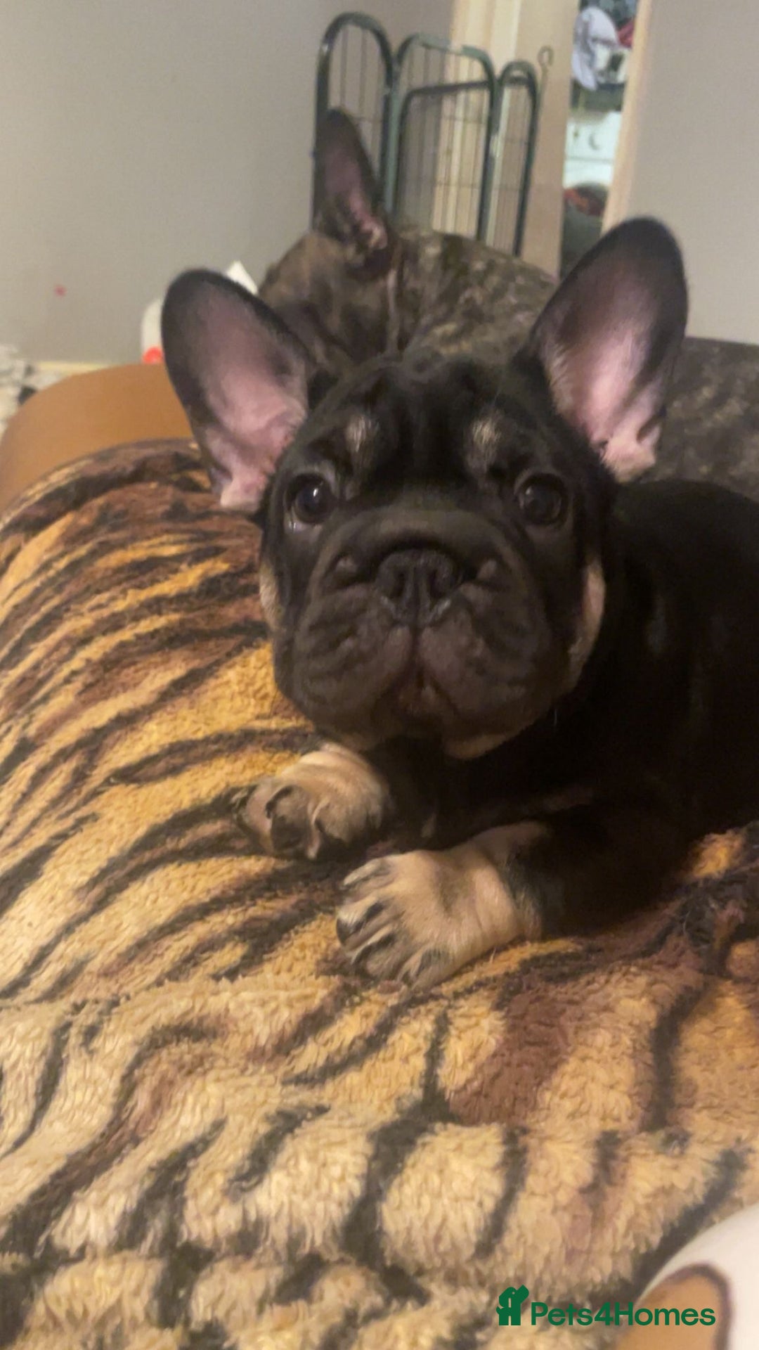 French Bulldog dogs for sale: French bulldog puppies  - Image 5