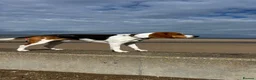 Beagle dogs for sale: Lovely, beautiful beagle for sale - Advert 12