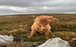 Hungarian Vizsla dogs for sale: Hungarian Wire Haired Vizsla  - Image 2