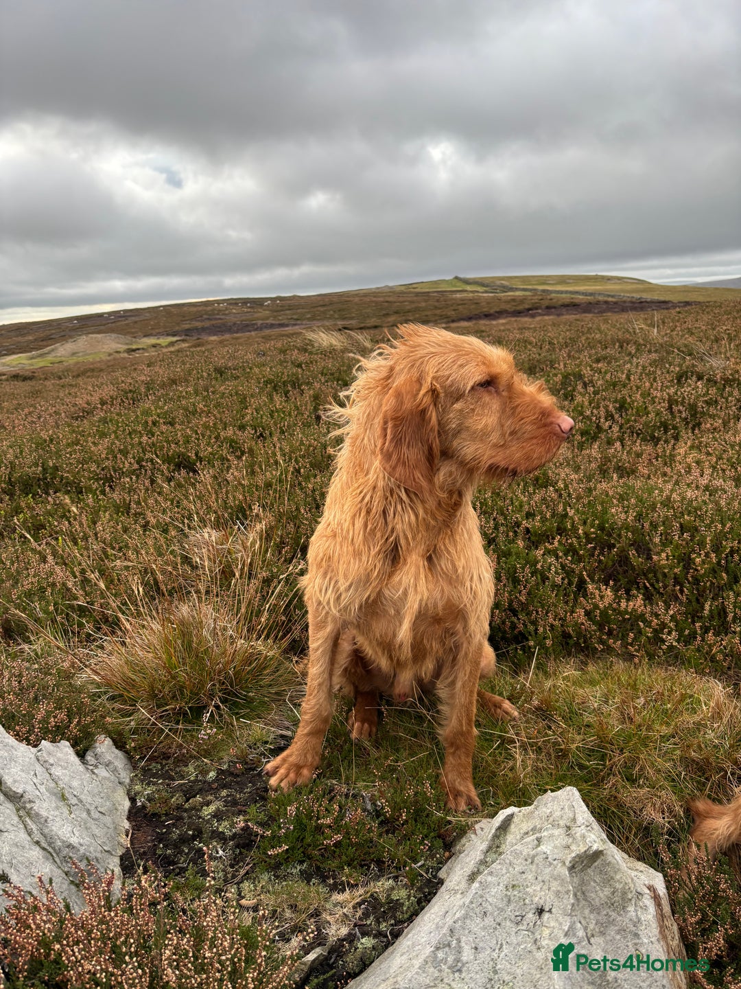 Hungarian Vizsla dogs for sale: Hungarian Wire Haired Vizsla  - Image 2