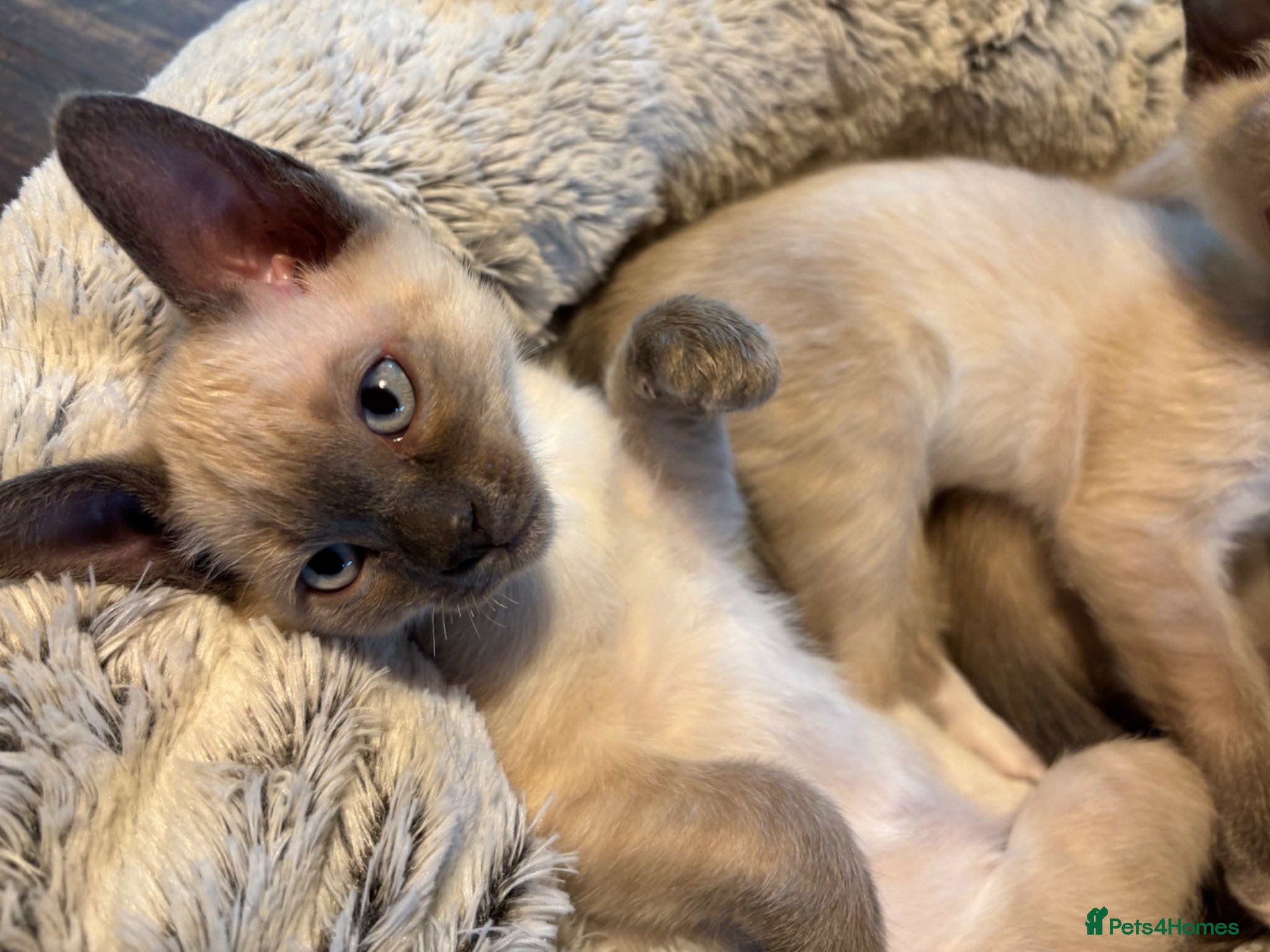 Tonkinese cats Superb Tonkdoll kittens - Advert 10