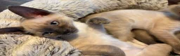 Tonkinese cats for sale: Superb Tonkdoll kittens - Advert 1