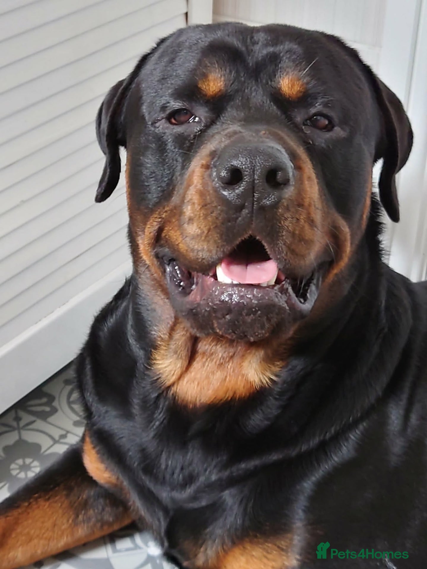 Rottweiler dogs Roman for stud  - Advert 1