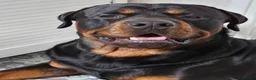 Rottweiler dogs for stud: Roman for stud  - Advert 1