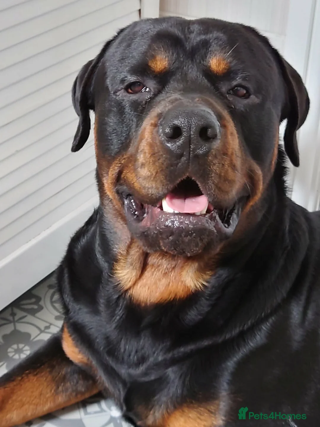 Rottweiler dogs for stud: Roman for stud  - Advert 1