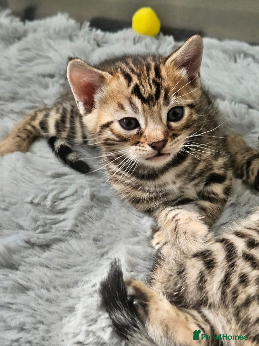 Bengal cats for sale: Lovely bengal kittens(Tica reg.)😍 - Image 10
