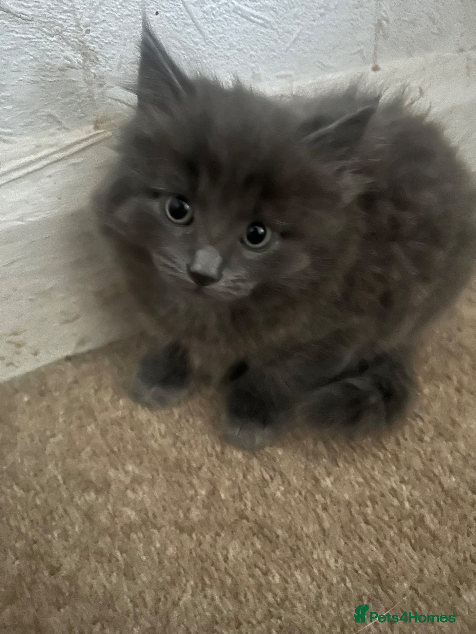 Ragdoll cats for sale: Ragdoll mixed kittens for sale  - Advert 15