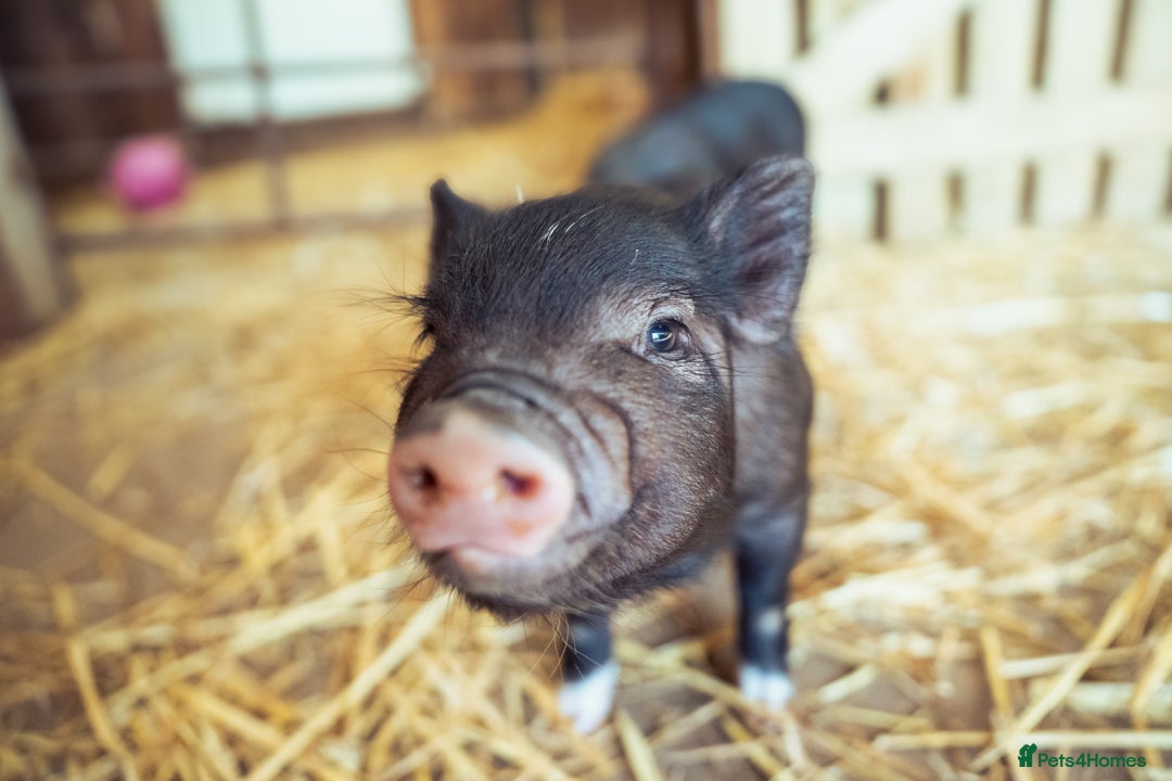 Pig livestock 5 Miniature Micro Piglets - Advert 1