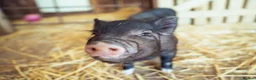 Pig livestock for sale: 5 Miniature Micro Piglets - Advert 1