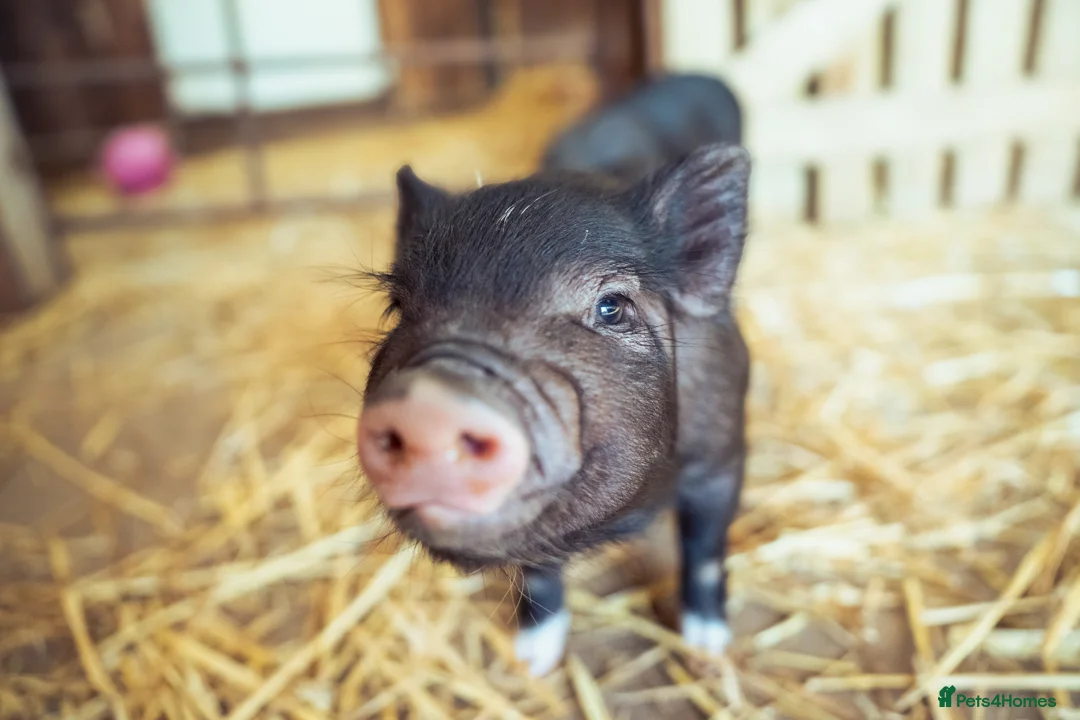 Pig livestock for sale: 5 Miniature Micro Piglets - Advert 1