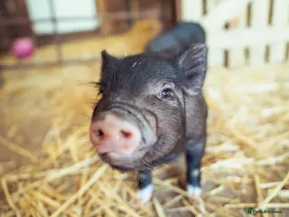 Pig livestock for sale: 5 Miniature Micro Piglets - Advert 1