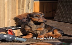 Dachshund dogs for sale: Red long-haired standard dachshund puppies - Image 32