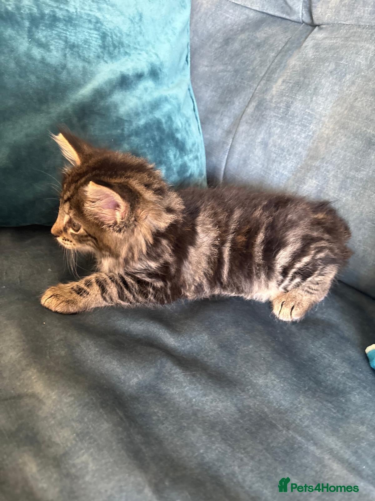 Mixed Breed cats Only 3 LEFT- 6 beautiful kittens.  - Advert 2