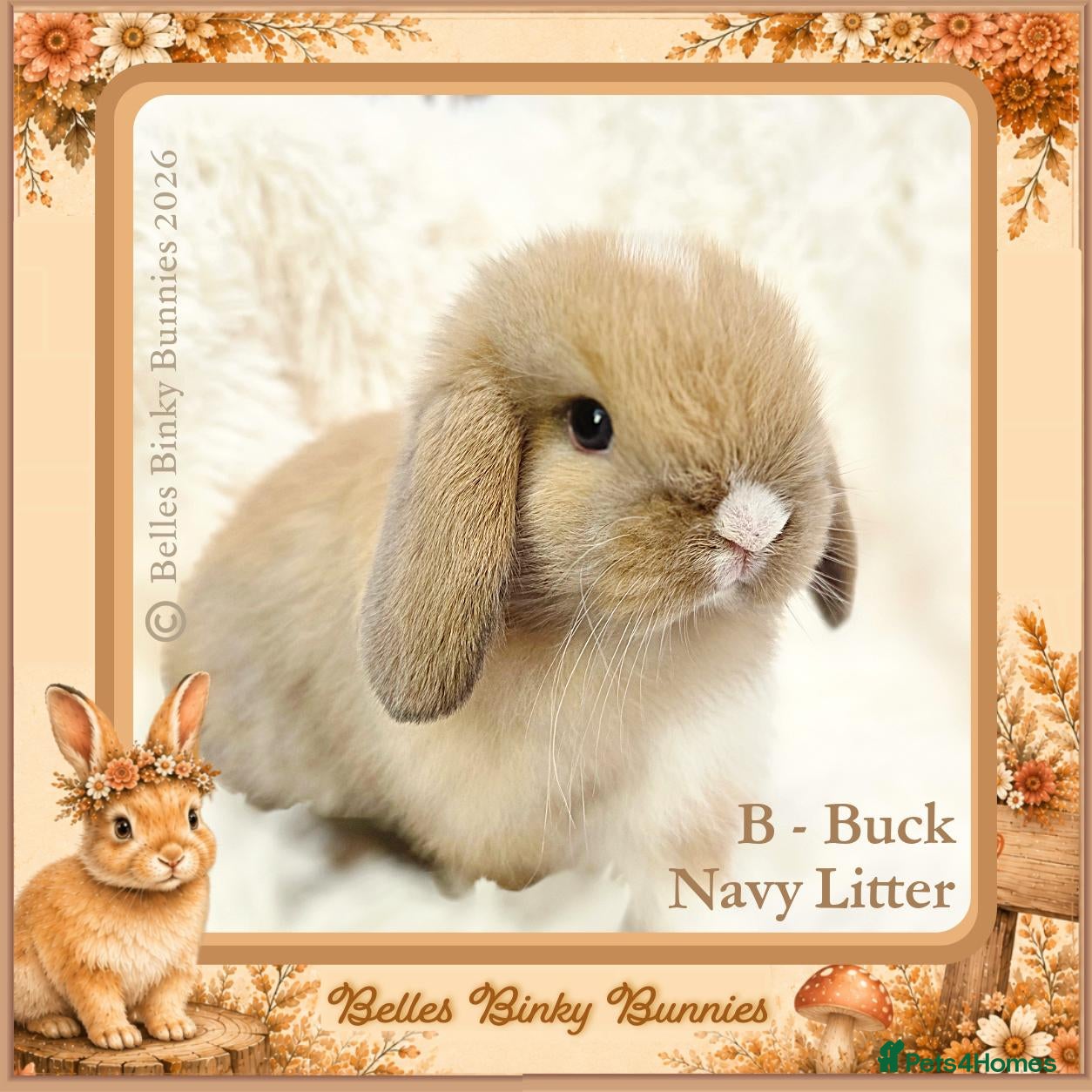 Mini Lop rabbits 🌻 Baby Mini Lops 🌻 Reserve Now 🌻 Ready 4th Oct - Advert 1