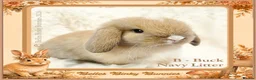 Mini Lop rabbits for sale: 🌻 Baby Mini Lops 🌻 Reserve Now 🌻 Ready 4th Oct - Advert 10