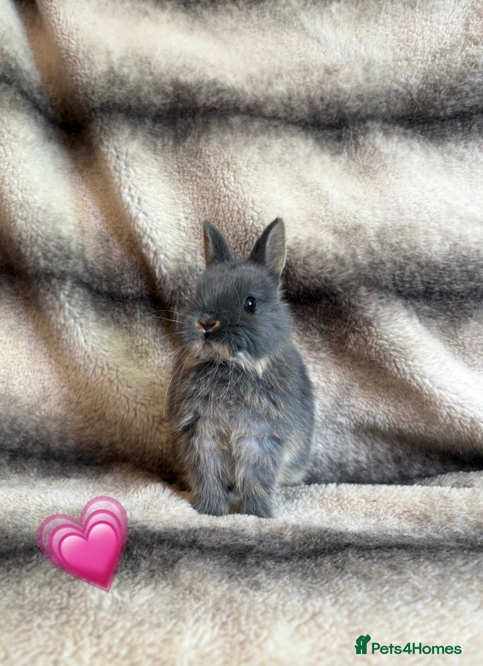 Netherland Dwarf rabbits Netherland Dwarf Babies🤍 - Advert 1