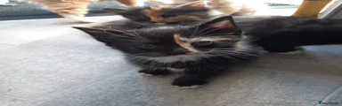 Mixed Breed Kitten 4