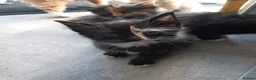 Mixed Breed cats for sale: 5 kittens available from a litter of 6 - Advert 5