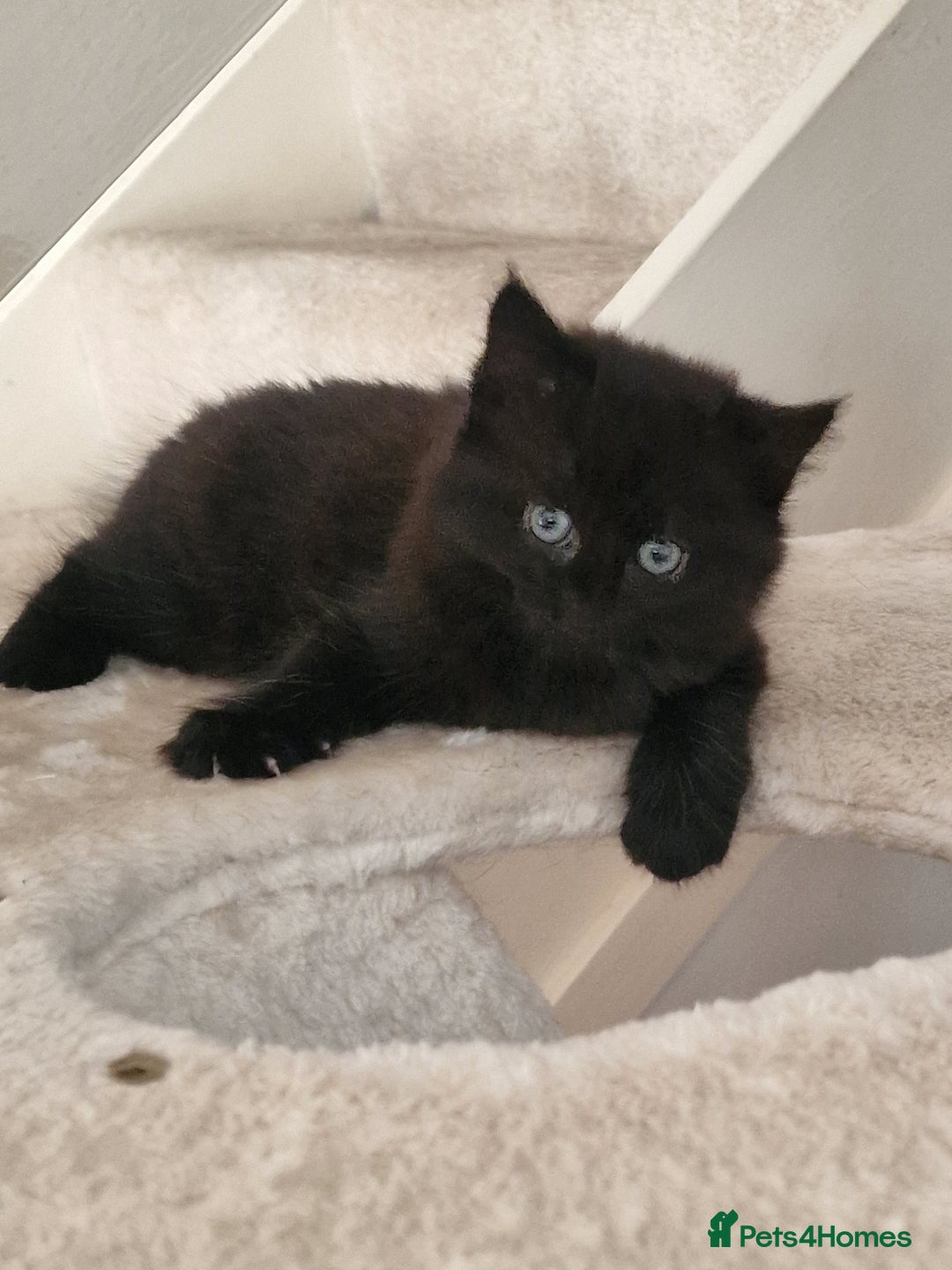 Mixed Breed cats for sale: 3 beautiful longhaired kittens ready to go - Image 6