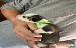 Siberian Husky dogs for sale: Rare piebald husky puppies have now arrived  - Image 22