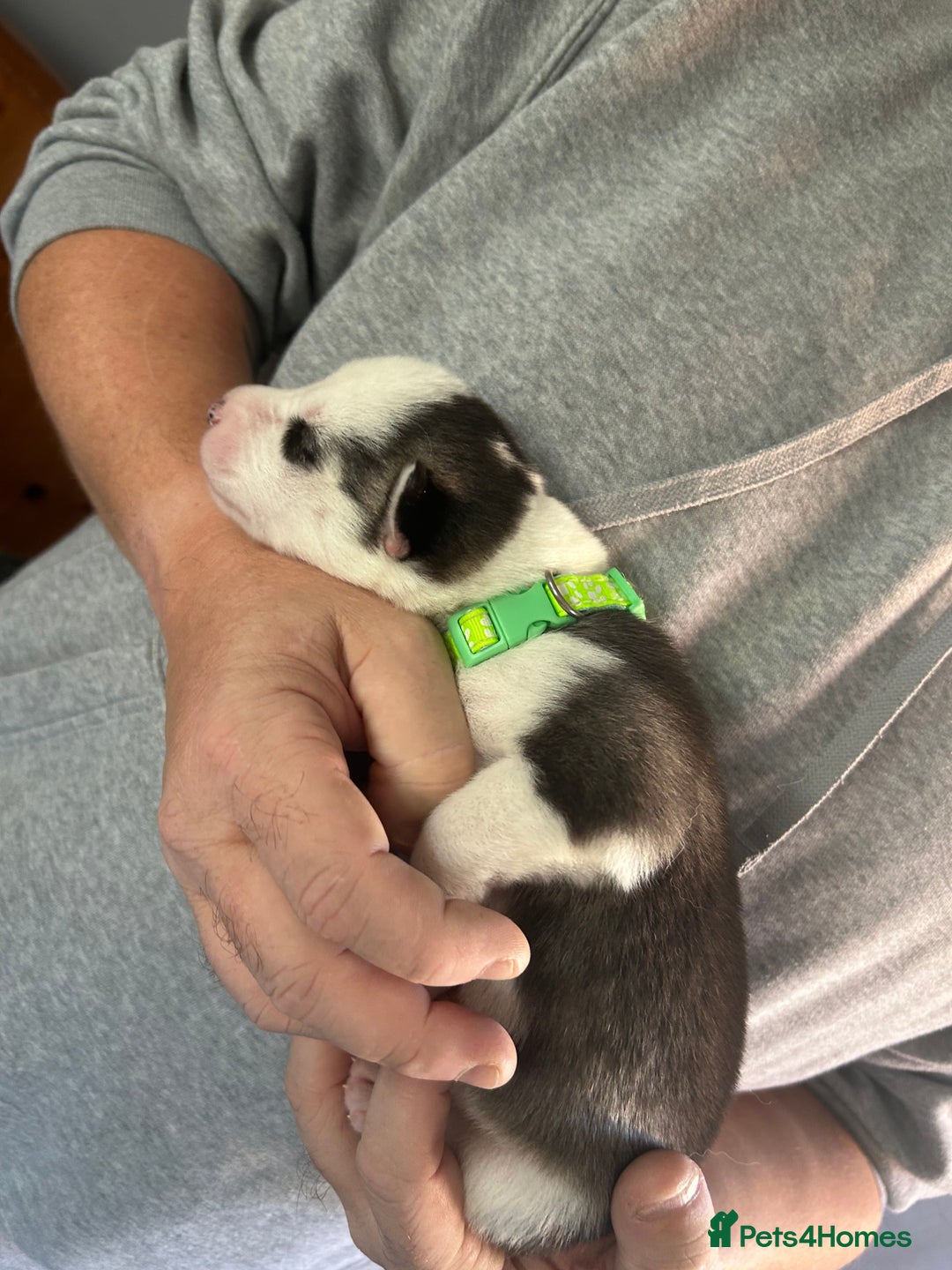 Siberian Husky dogs for sale: Rare piebald husky puppies have now arrived  - Image 22