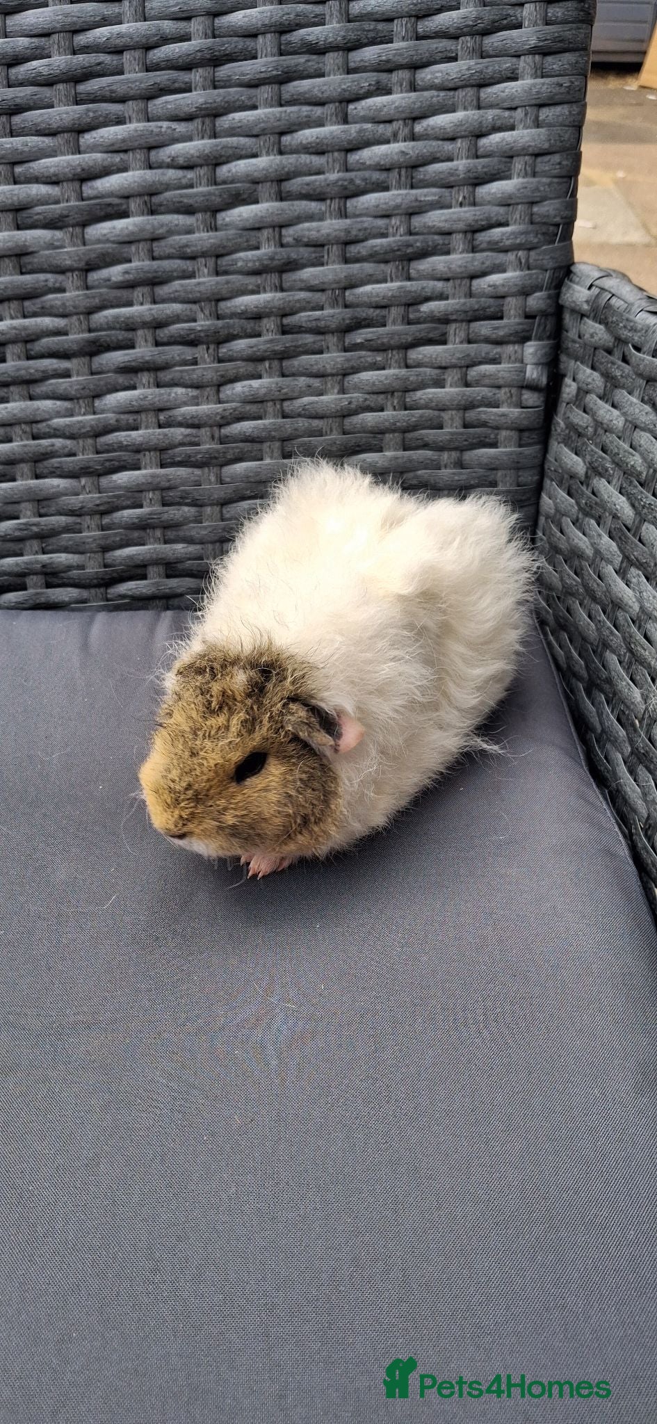 Guinea Pig rodents Baby boy guinea pigs ready to leave  - Advert 7
