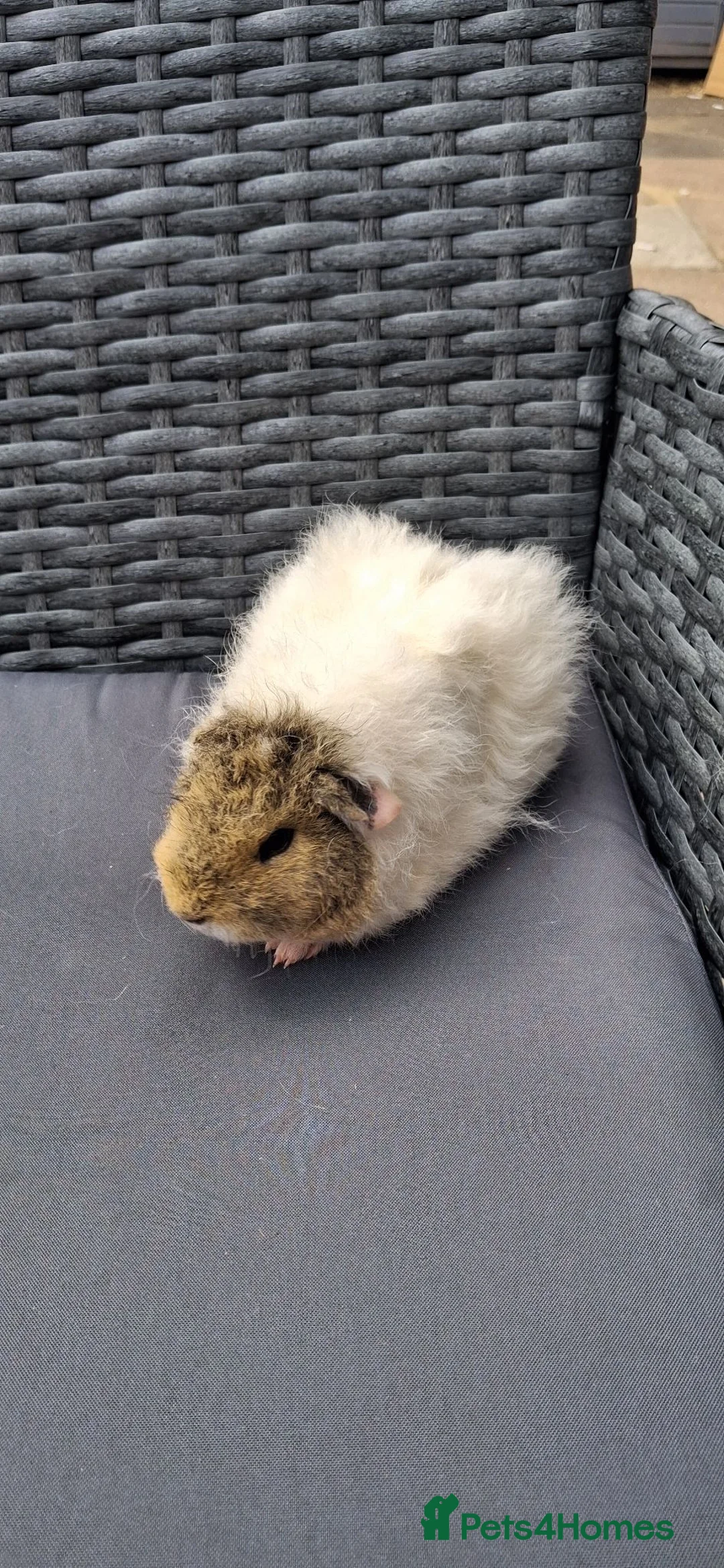 Guinea Pig rodents for sale: Baby boy guinea pigs ready to leave  - Advert 1