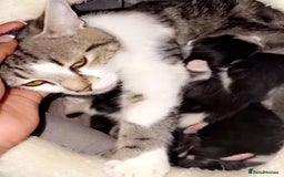 Mixed Breed cats for sale: 5 gorgeous tabby/Mixed breed kittens for sale🐾 - Image 11