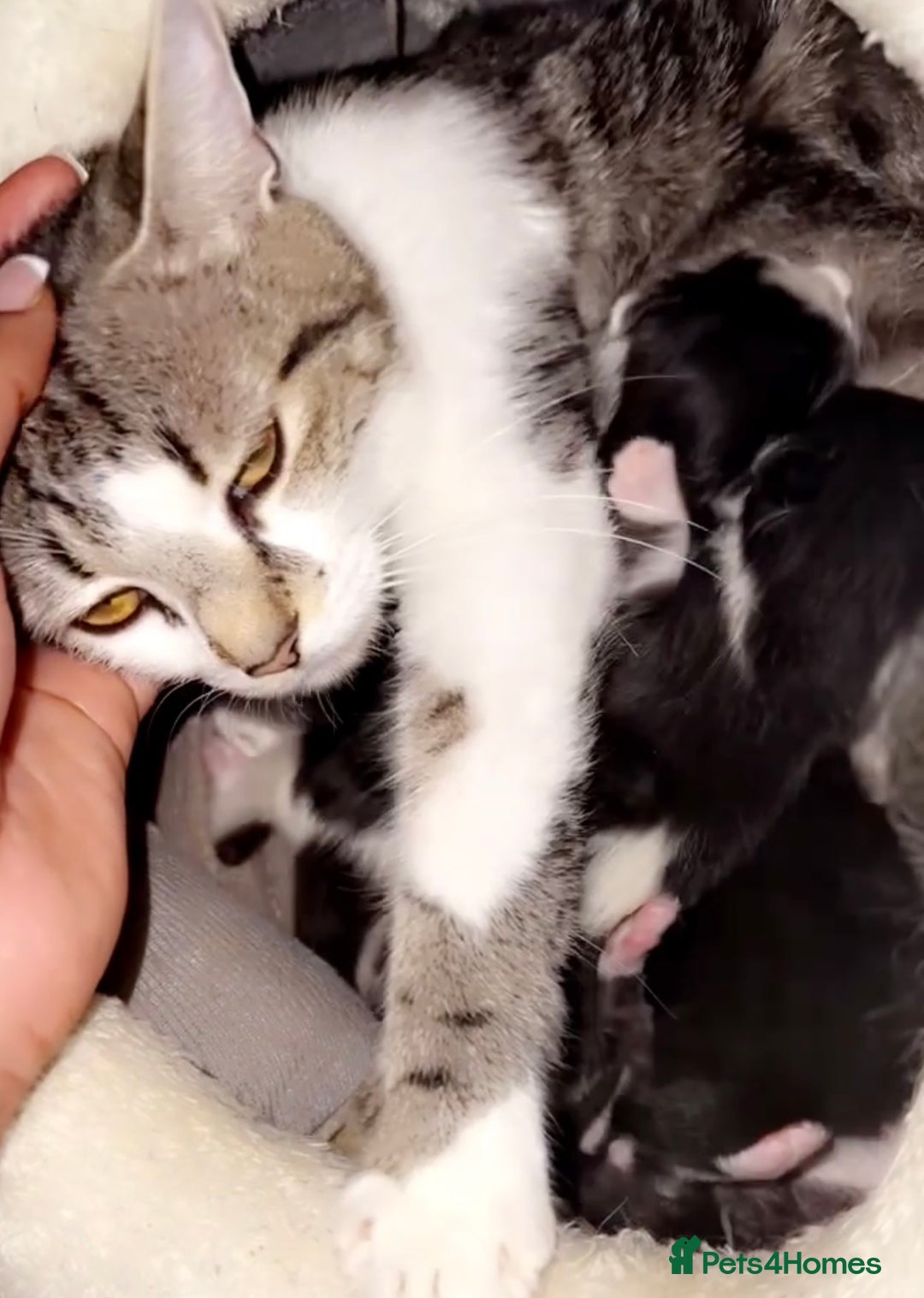 Mixed Breed cats for sale: 5 gorgeous tabby/Mixed breed kittens for sale🐾 - Image 11
