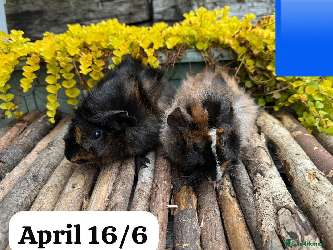 Guinea Pig rodents for sale: Baby guinea pigs ready now. Sheffield - Image 7