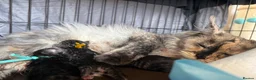 Maine Coon cats for sale: 🐾Three Beautiful Pedigree Maine Coon Boys🐾 - Advert 24