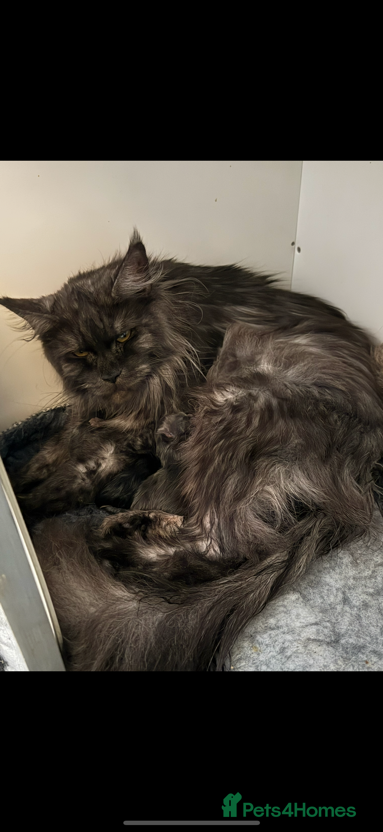 Maine Coon cats Gorgeous kittens  - Advert 3