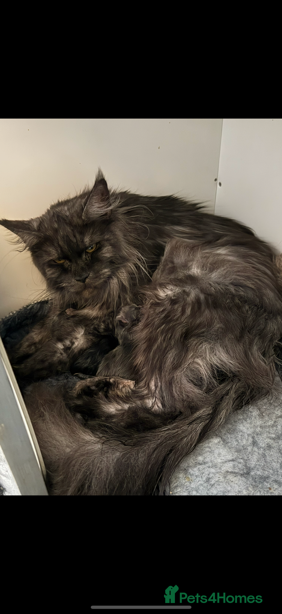 Maine Coon cats for sale: Gorgeous kittens  - Advert 1