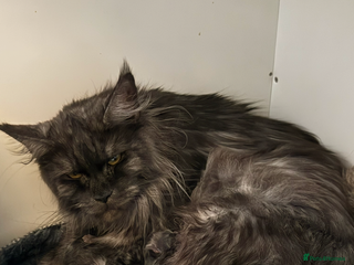 Maine Coon cats Gorgeous kittens - Advert 3