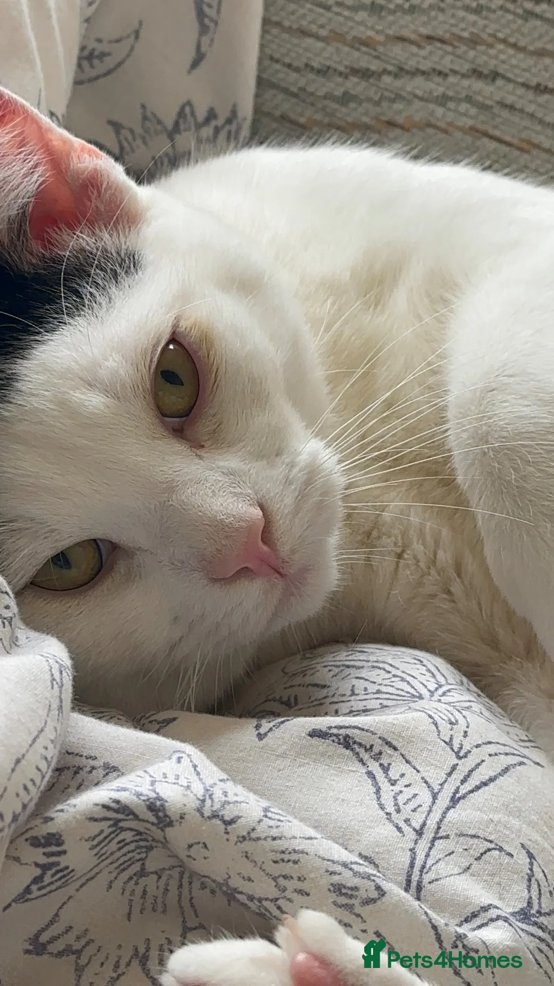 Mixed Breed cats for sale: 🩵 Yuki , a Lovely cat 🤍 - Advert 2