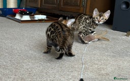 Bengal cats for sale: TICA registered bengal kittens!🐱 - Image 31