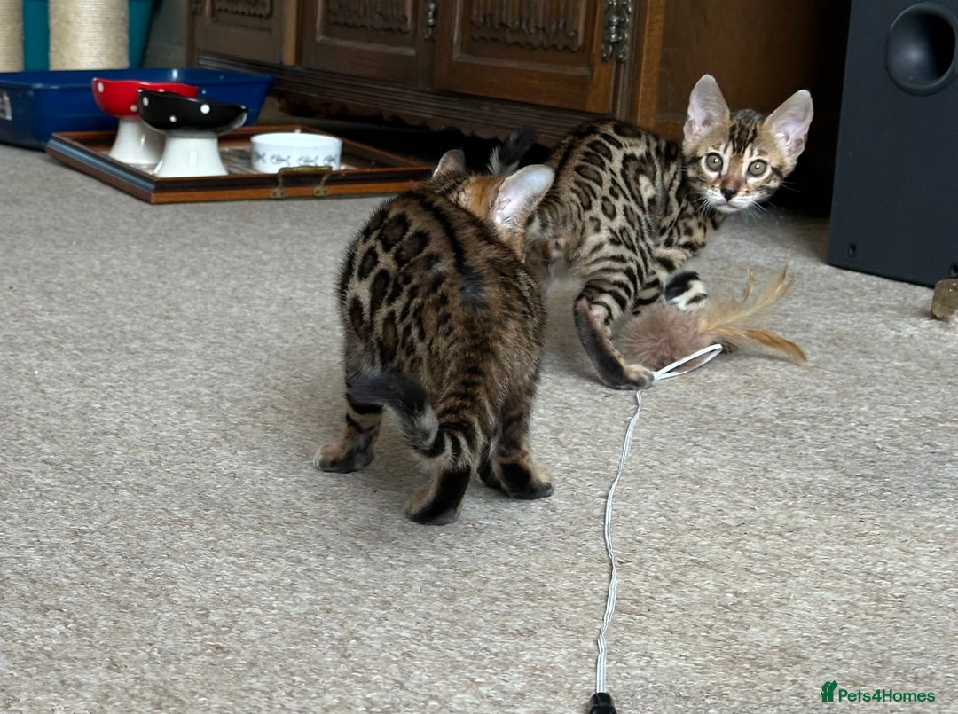 Bengal cats for sale: TICA registered bengal kittens!🐱 - Image 31