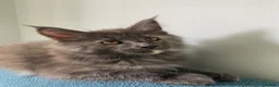 Maine Coon cats for sale: TICA - Only 1 stunning Maine coon girl left - Advert 5
