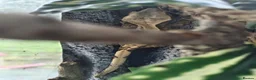 Gecko reptiles for sale: Crested gecko with enclosure  in Newcastle - Advert 3