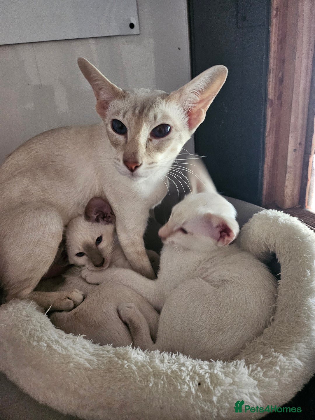 Siamese cats for sale: Two Male Siamese Kittens Looking for New Slaves - Image 8