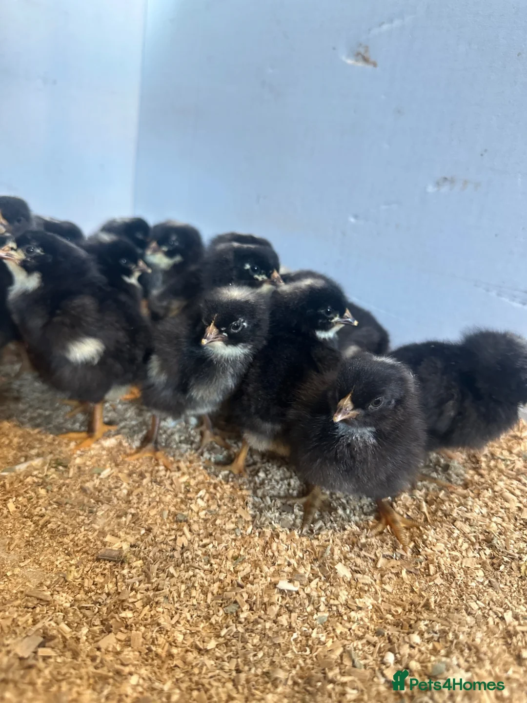 Chickens poultry for sale: 6x hatching eggs - Quality Barred Plymouth Rock LF - Advert 2