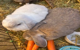Mixed Breed rabbits for sale: Bonded family of rabbits - Image 1
