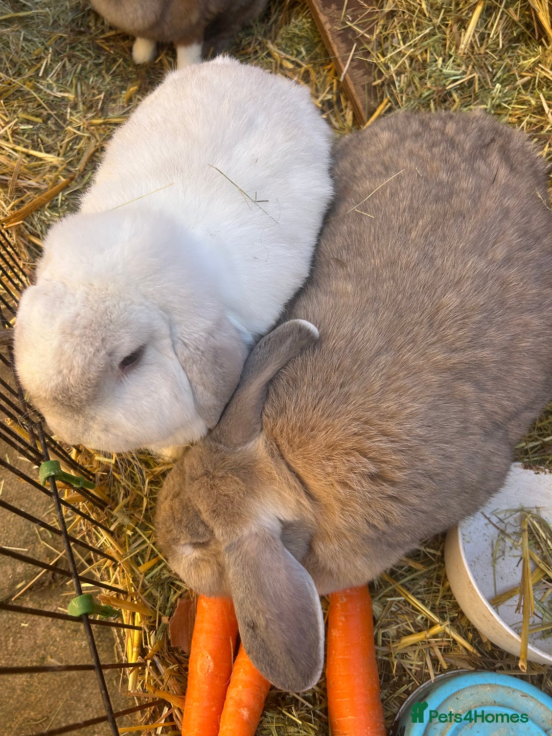 Mixed Breed rabbits for sale: Bonded family of rabbits - Image 1