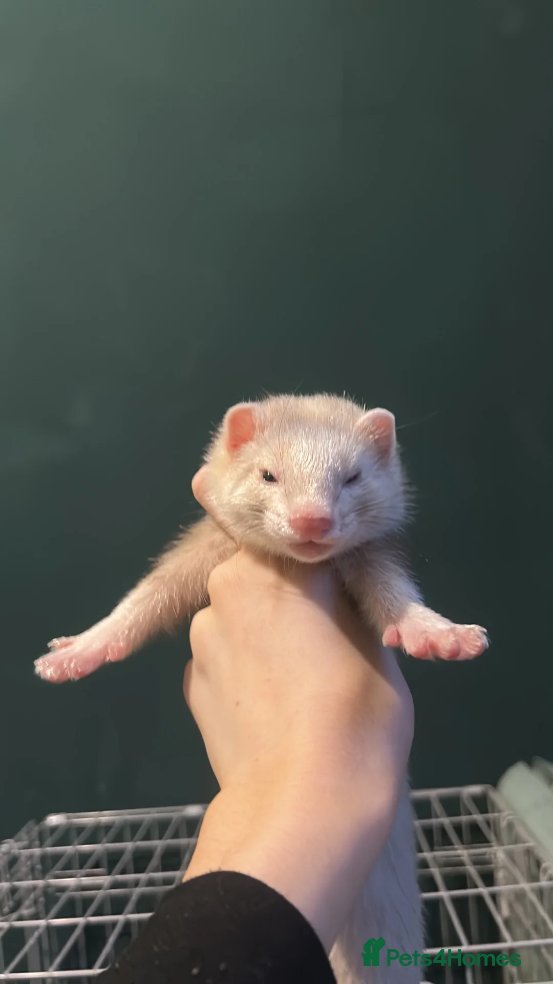 Ferret rodents for sale: Rehoming indoor ferrets!! - Advert 4