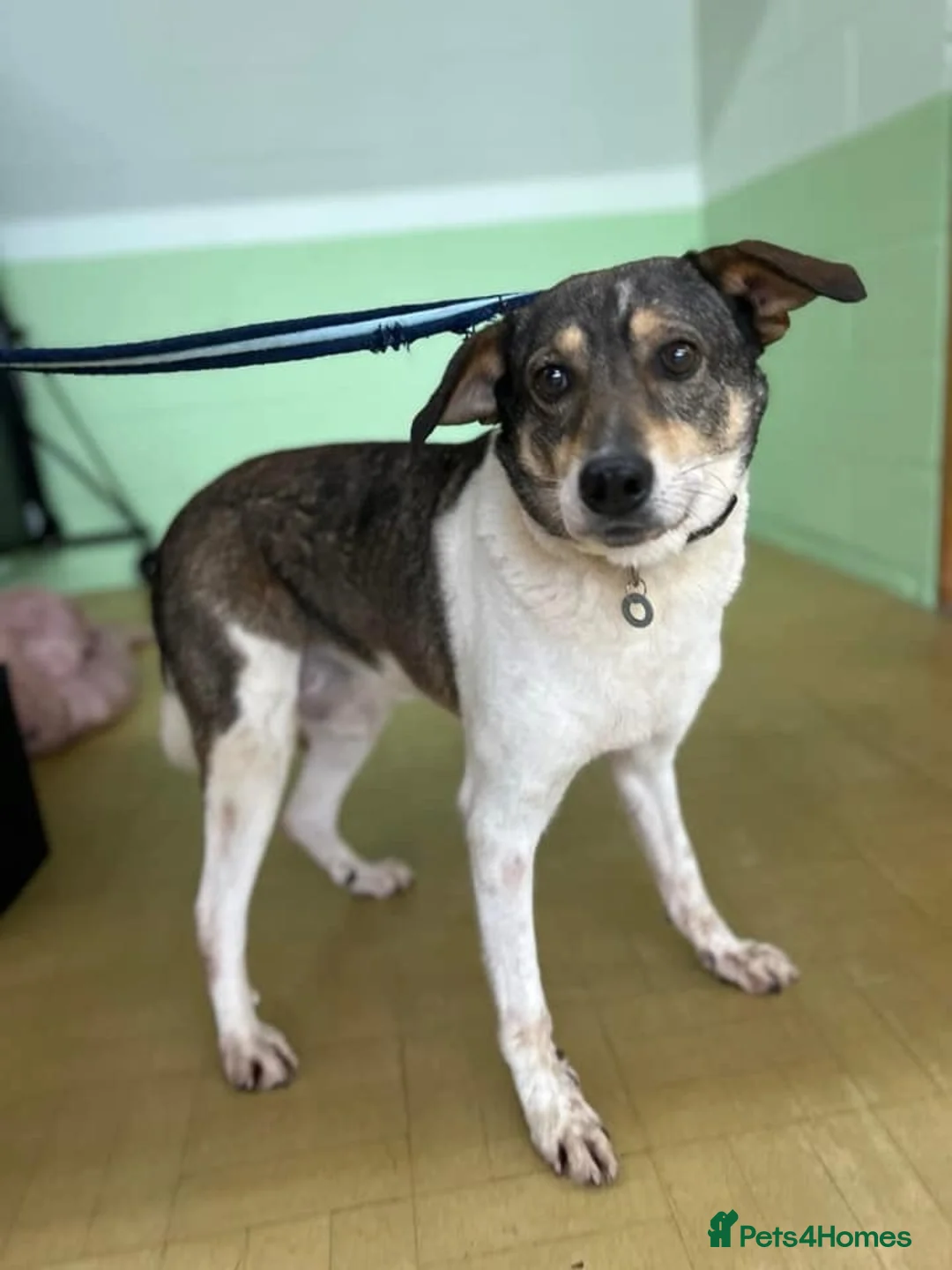 Mixed Breed dogs for adoption: Benjamin - Norwich Norfolk  in Norwich - Advert 2