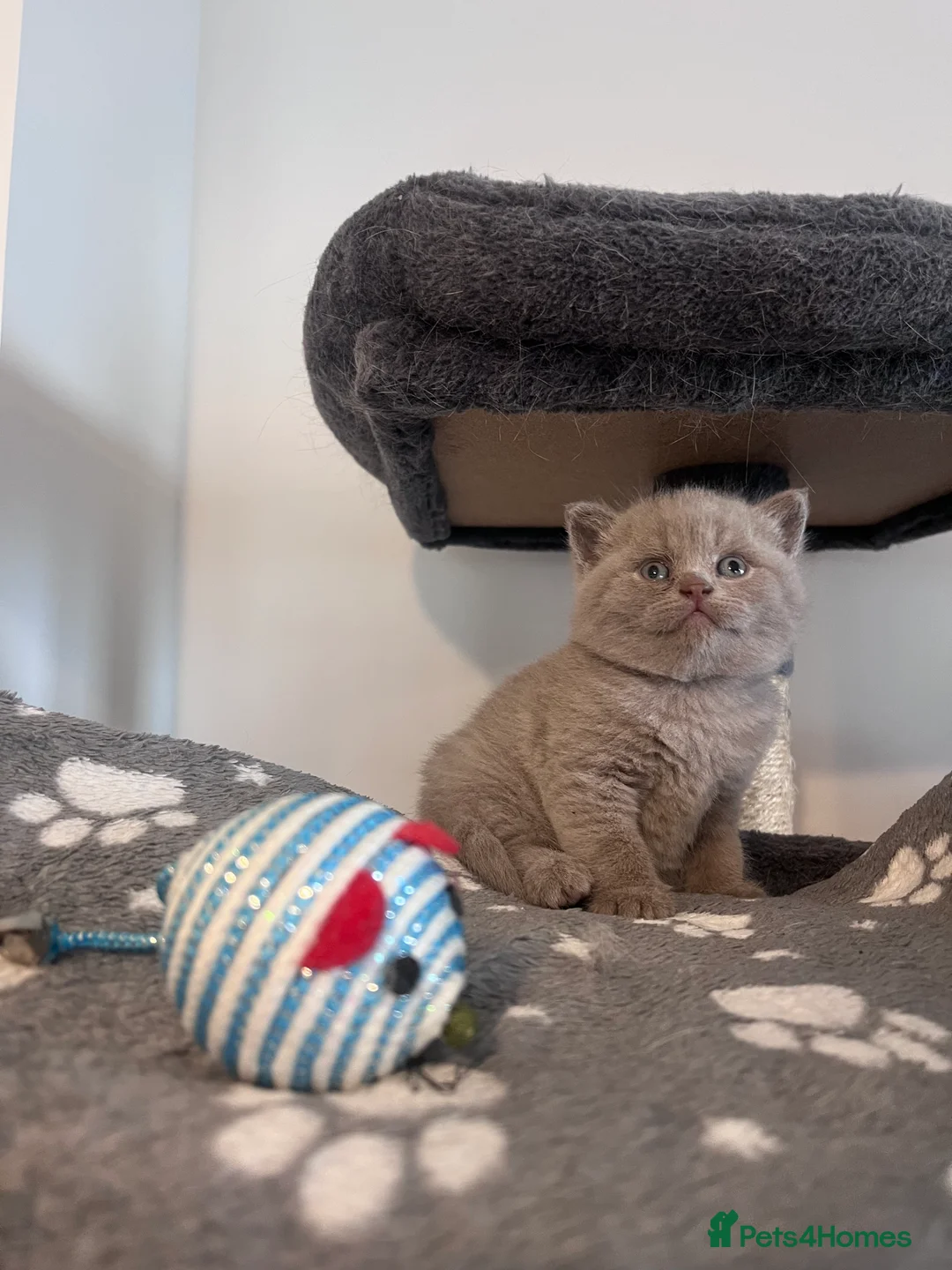 British Shorthair cats for sale: High Quality British Shorthair Kittens ⭐️ - Advert 2