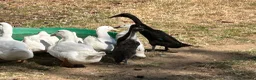 Ducks poultry for sale: FEMALE DUCKS / pair of runners - Advert 6