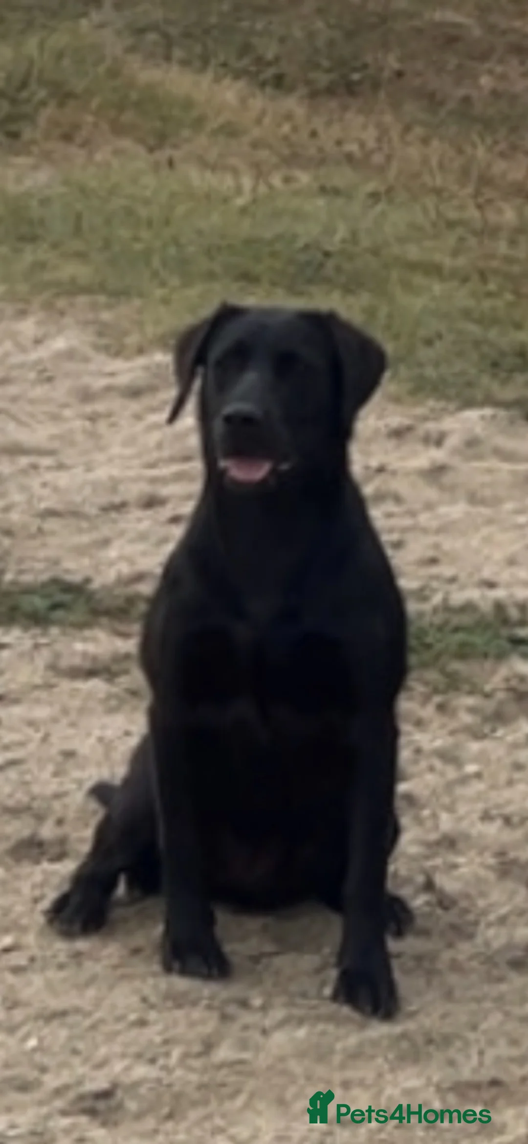 Labrador Retriever dogs for sale: 10 month old Labrador bitch  in York - Advert 2