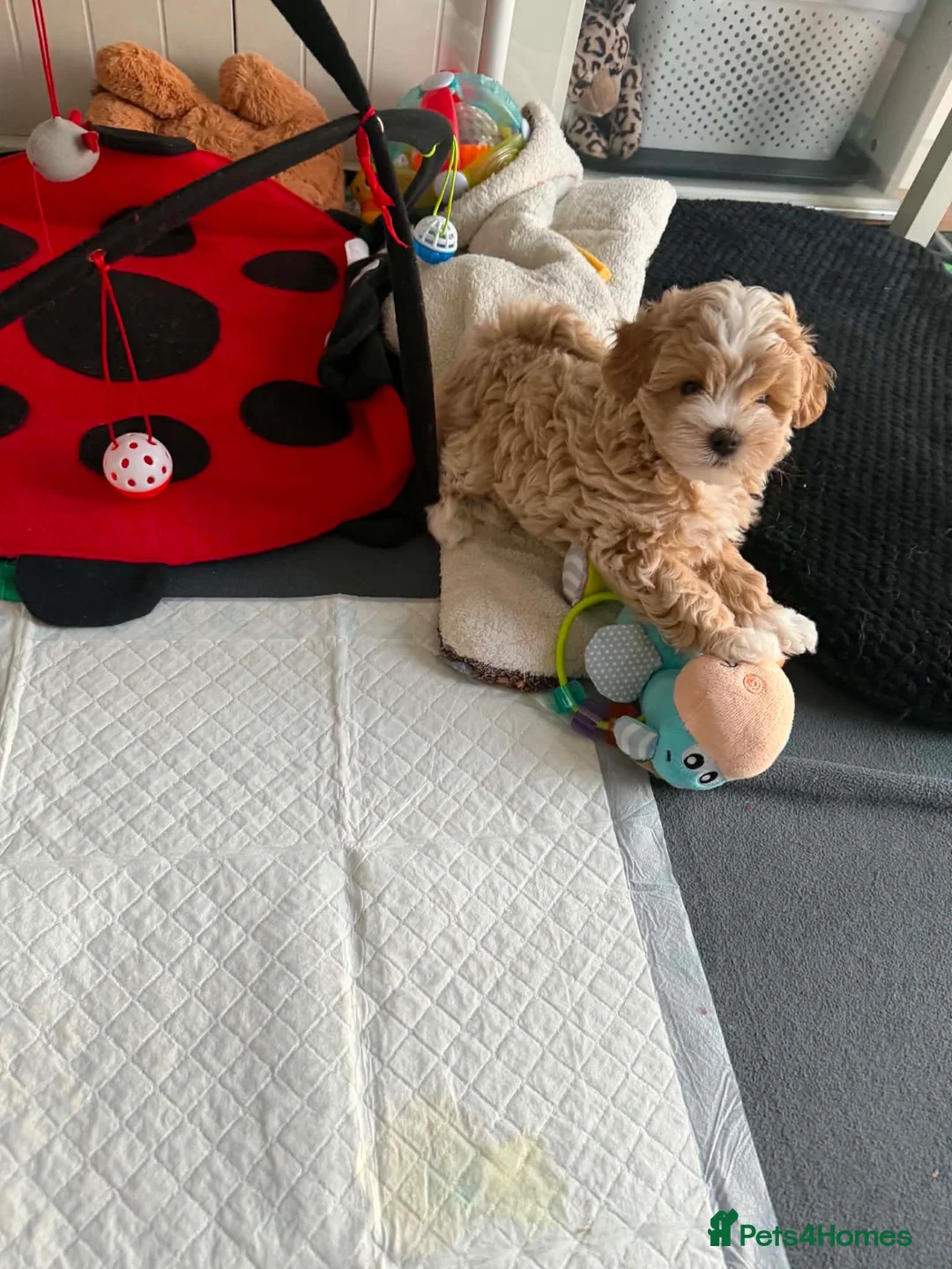 Maltipoo dogs for sale: Maltipoo male puppy for sale 🐶💫 - Advert 7